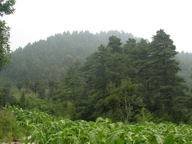 菜魯村