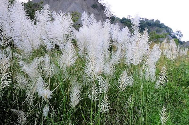 甜根子草