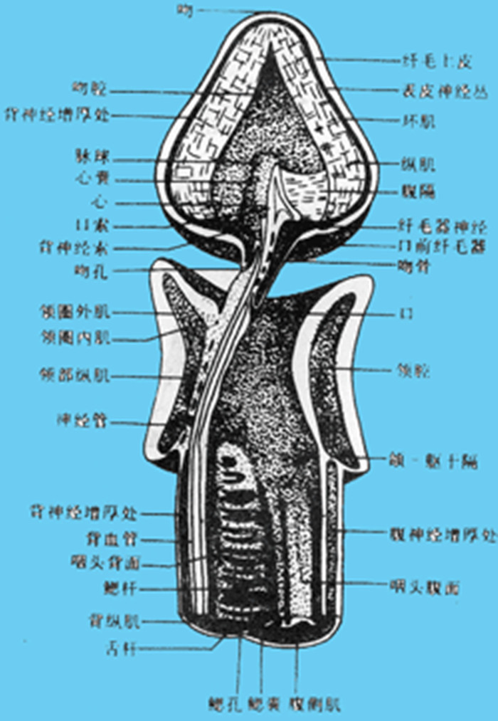 黃島長吻蟲