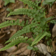 團葉陵齒蕨(團葉鱗始蕨（植物）)