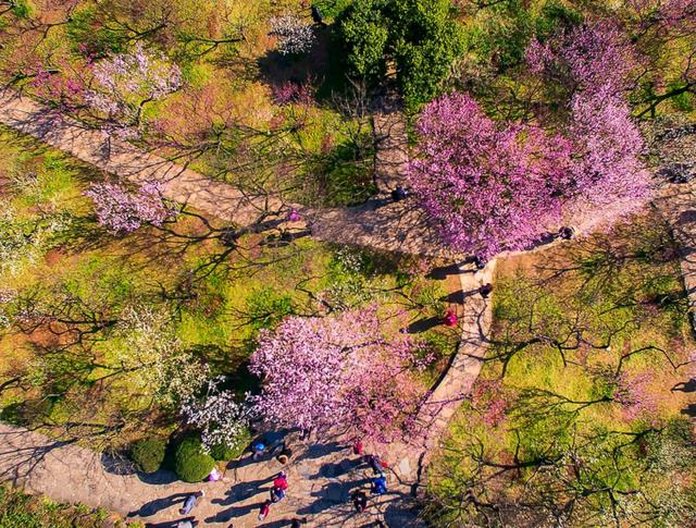 淮陽森林主題公園·梅園