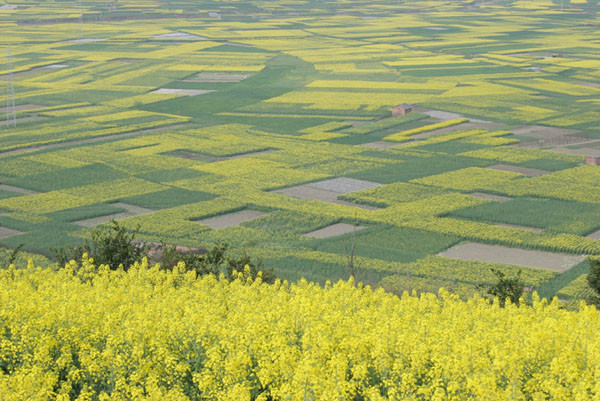 月河川道油菜花海