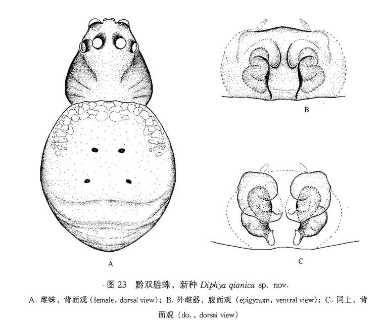 黔雙勝蛛