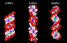 DNA分子的構象