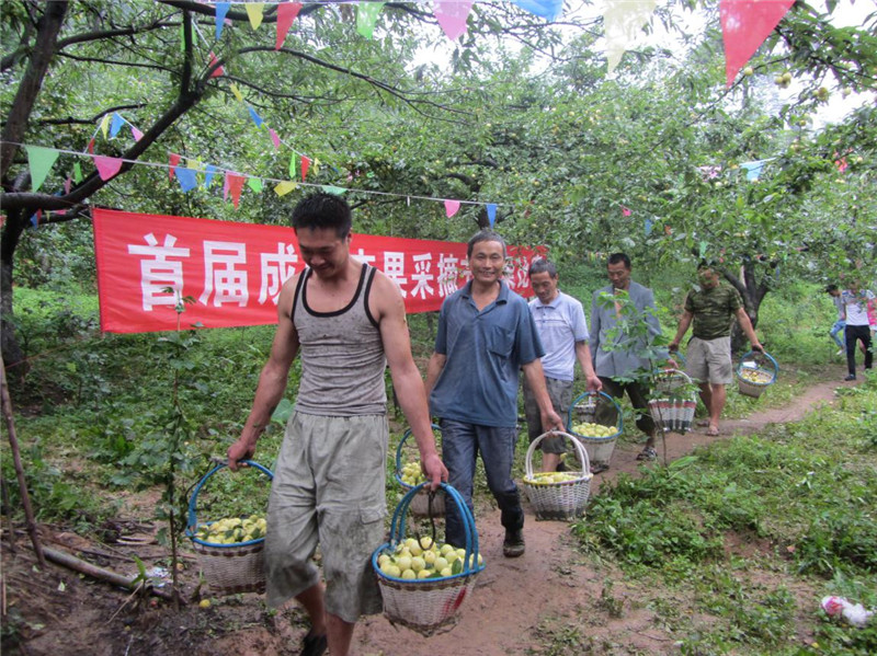 大邑金蜜李