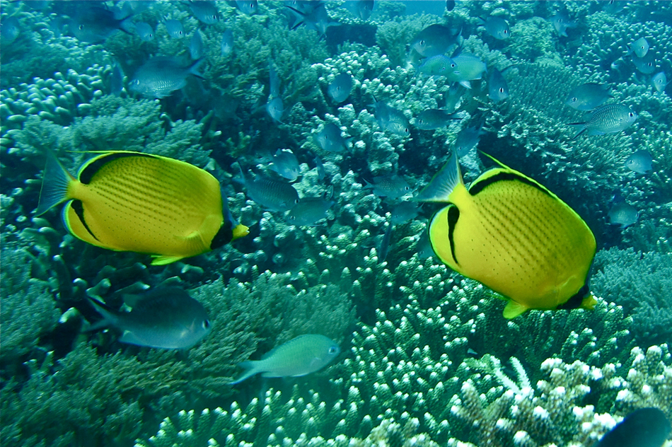 細點蝴蝶魚