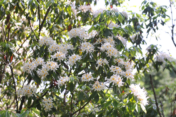 蘇馬盪銀花杜鵑