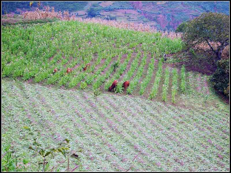 河西地村