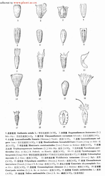 鞘冠菊屬植物：鞘冠菊