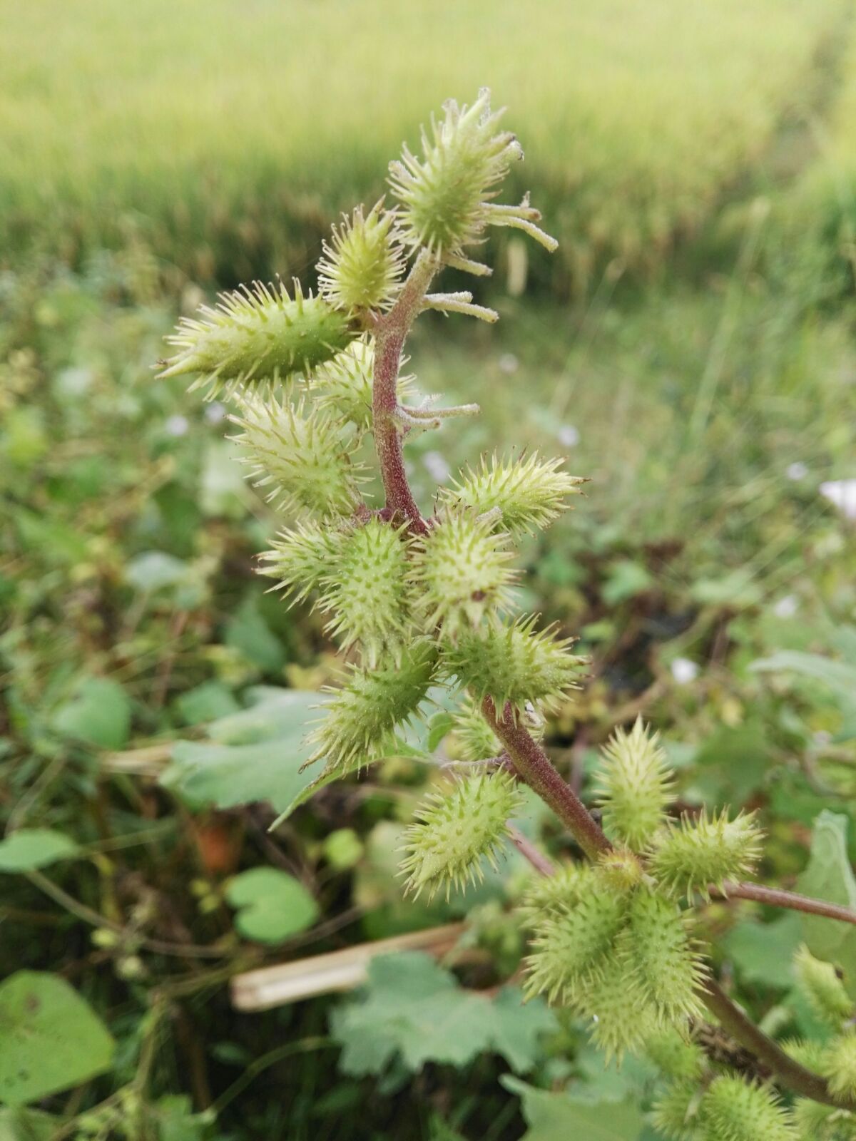 蒼耳(菊科蒼耳屬植物)