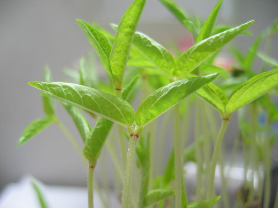 豆芽(芽苗菜)