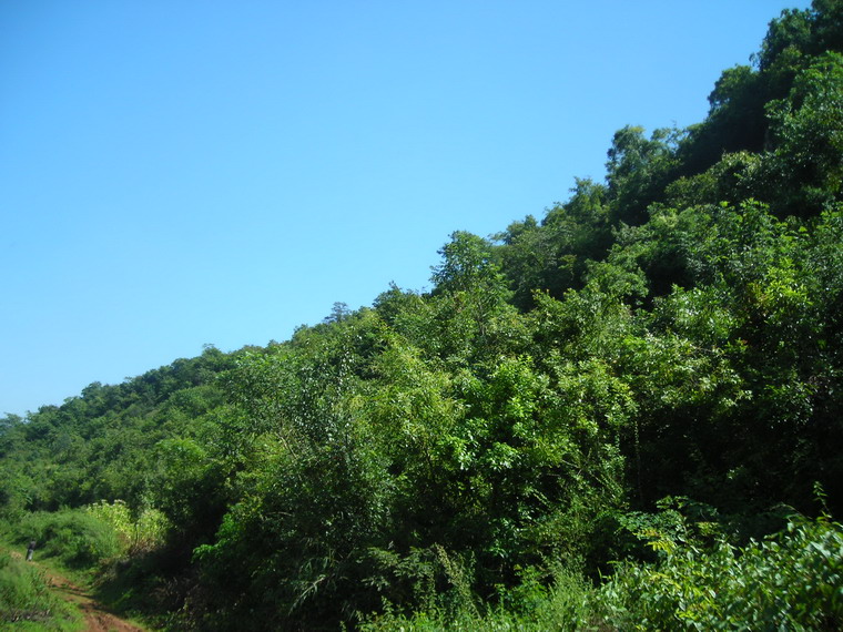 風洞村生態林