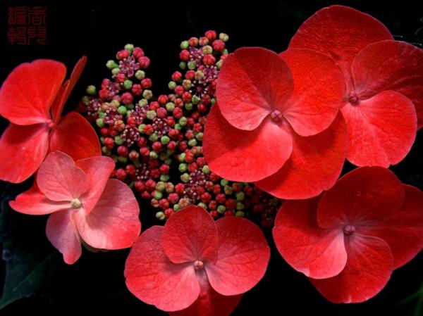 紅色野麻花