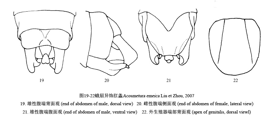 蛾眉異飾肛螽