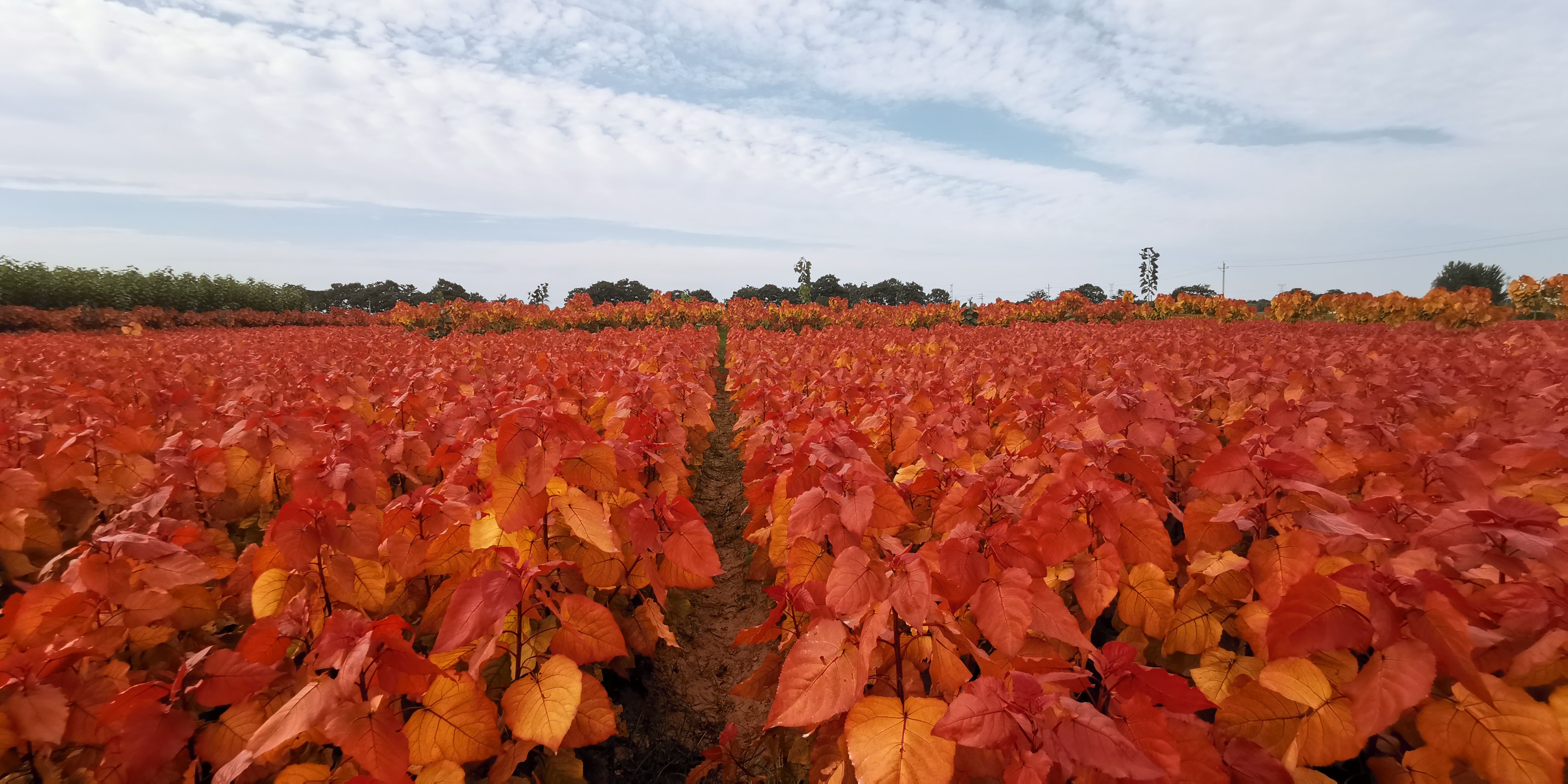 千紅楊