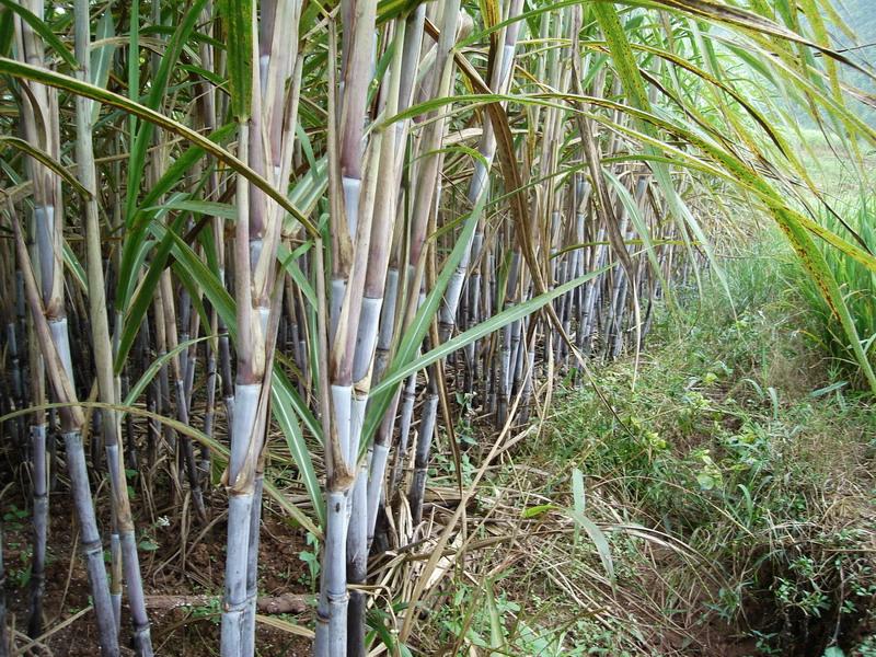 丫口新寨自然村種植業