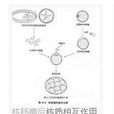 核質關係