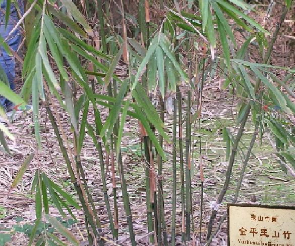 長寧庫-金平玉山竹群體