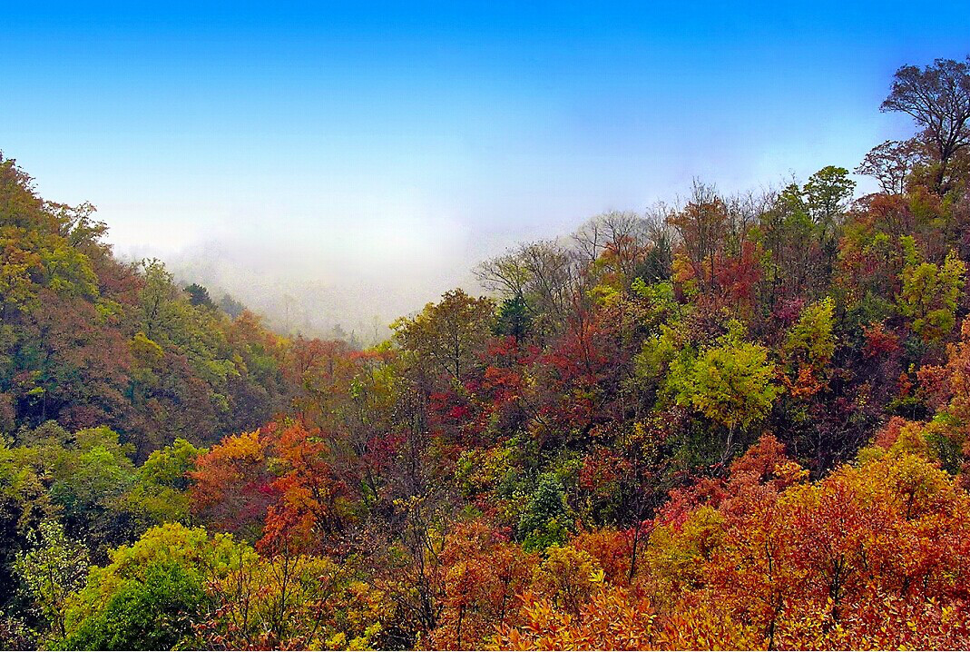 白河縣平頂山林場