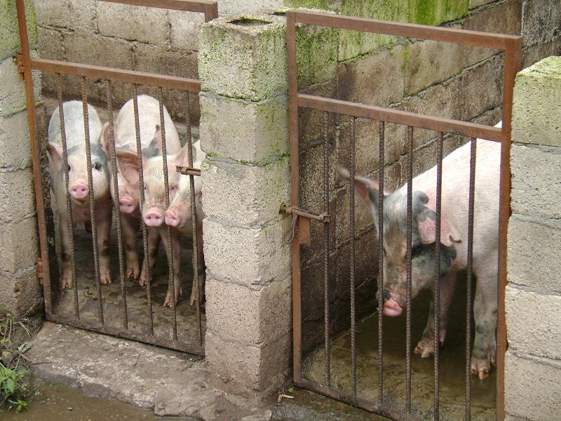 養豬產業