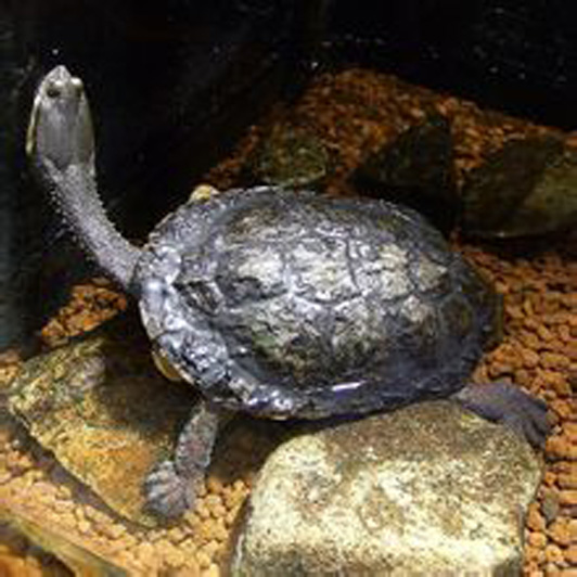 阿根廷蛇頸龜(釘頸龜)
