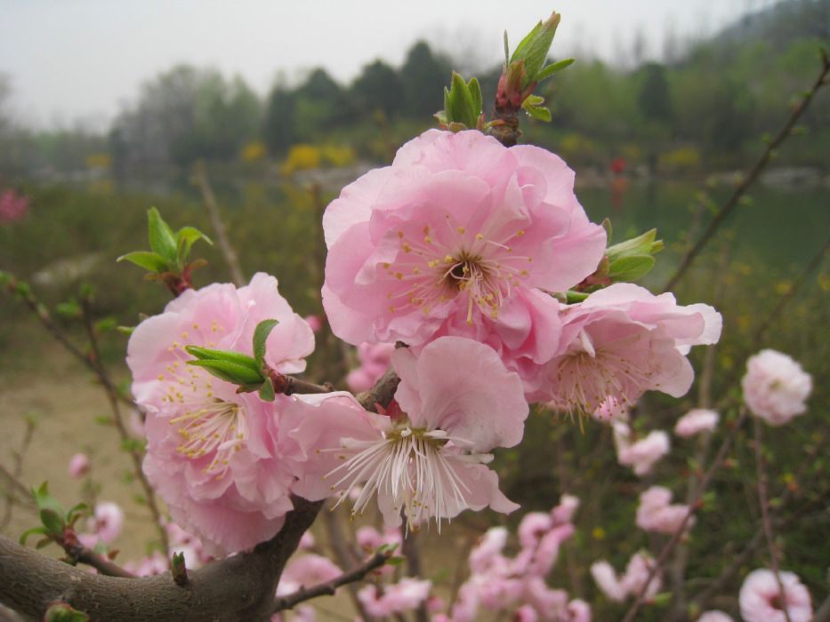 舞藏野