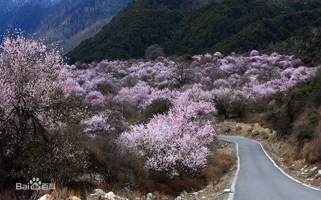 林芝桃花節