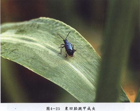 麥栗凹脛跳甲