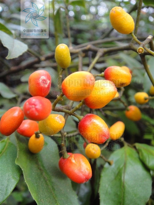 大管(植物物種)