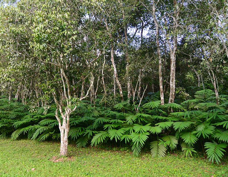 中國科學院西雙版納熱帶植物園