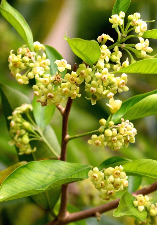 莞香養肝茶