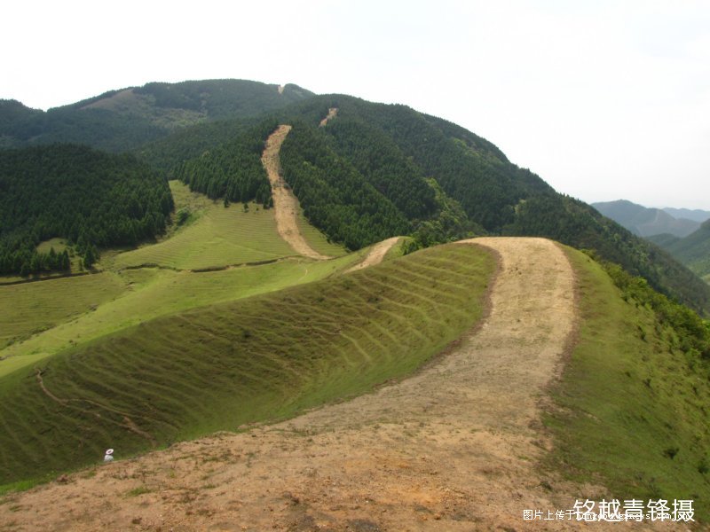 天鵝頭