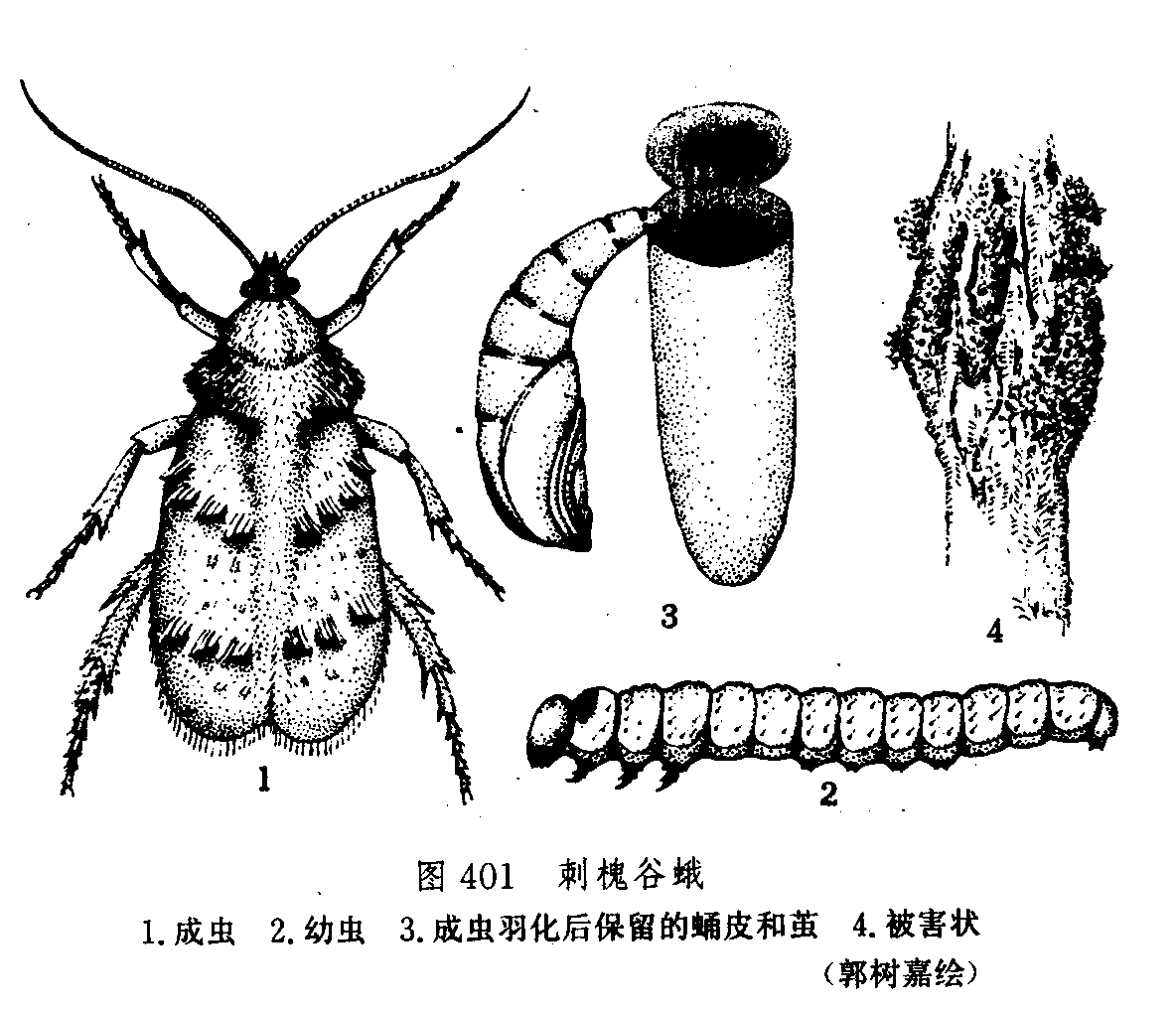 刺槐谷蛾