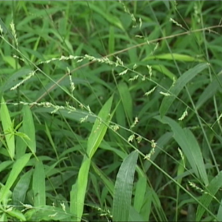 皺葉狗尾草（原變種）