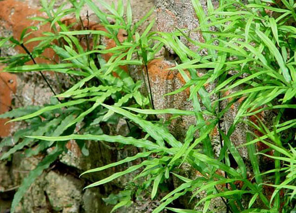 風尾草(雞爪草（雞爪草屬植物）)