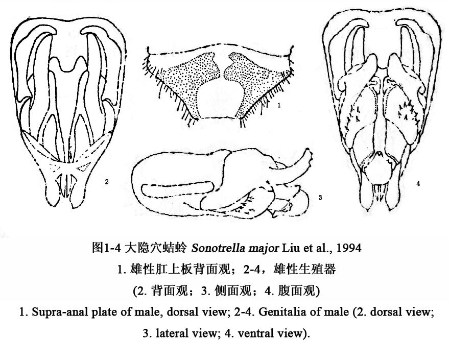 大隱穴蟋線描圖