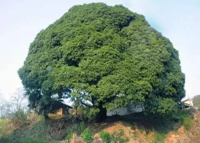 桂花樹王