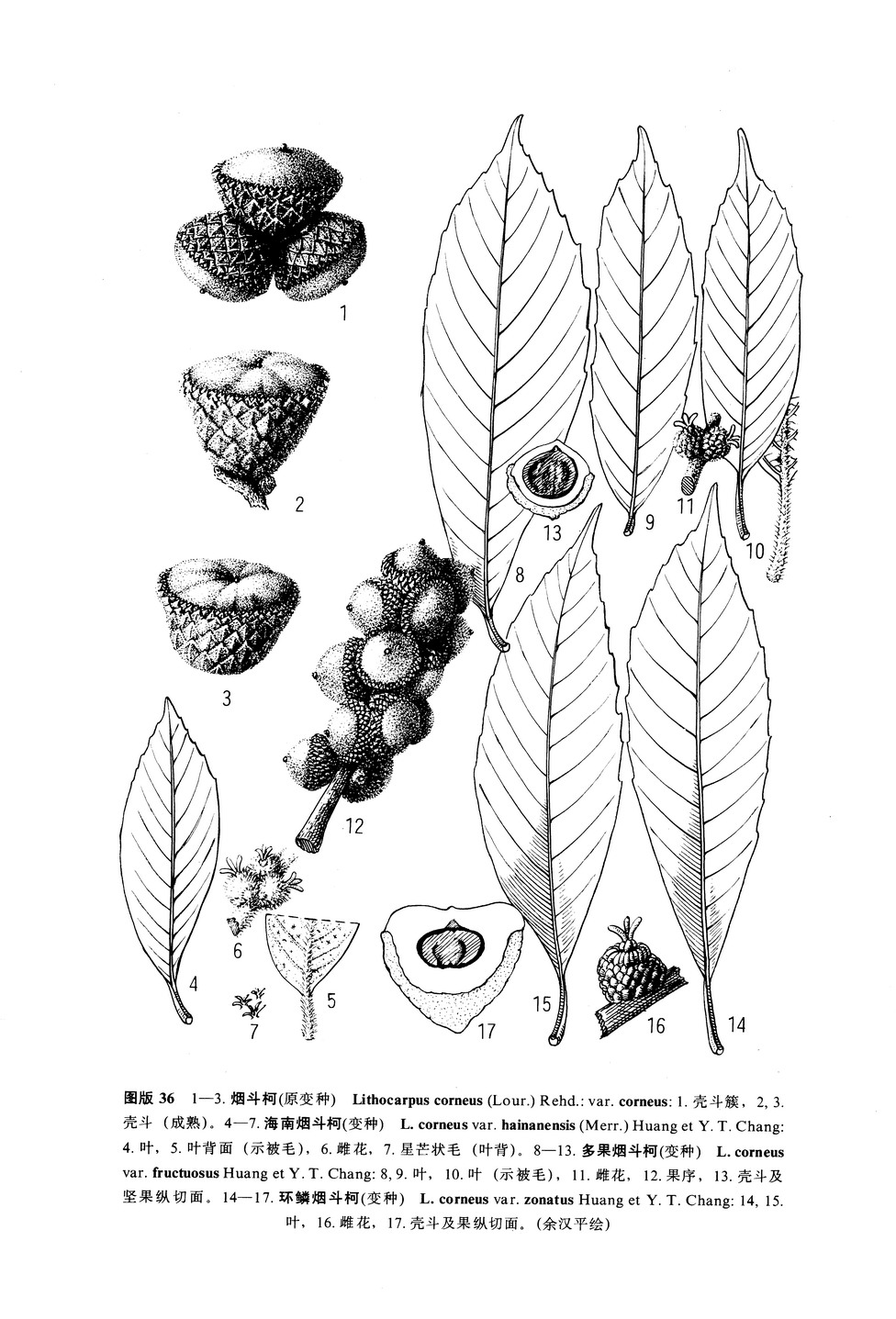 菸斗柯（原變種）