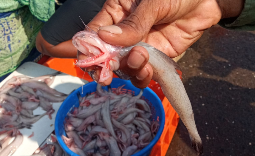 龍頭魚(豆腐魚)