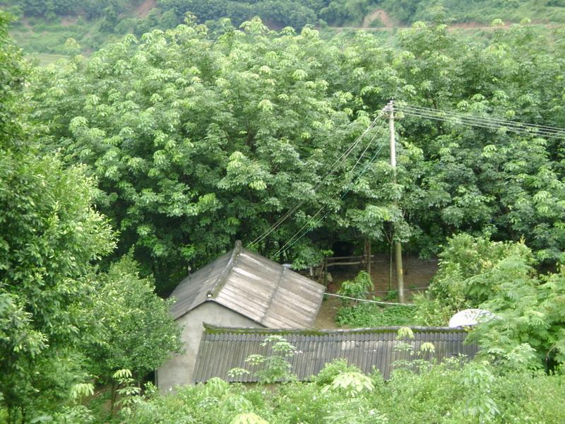 洛馬的村