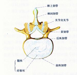 圖椎