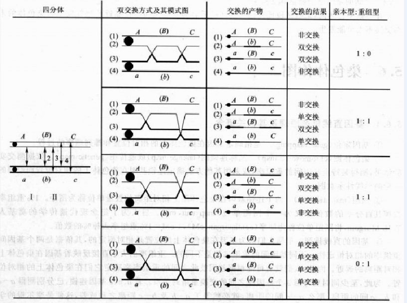 雙交換