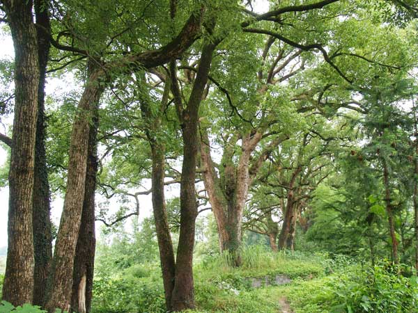 楊梅渡古樟群