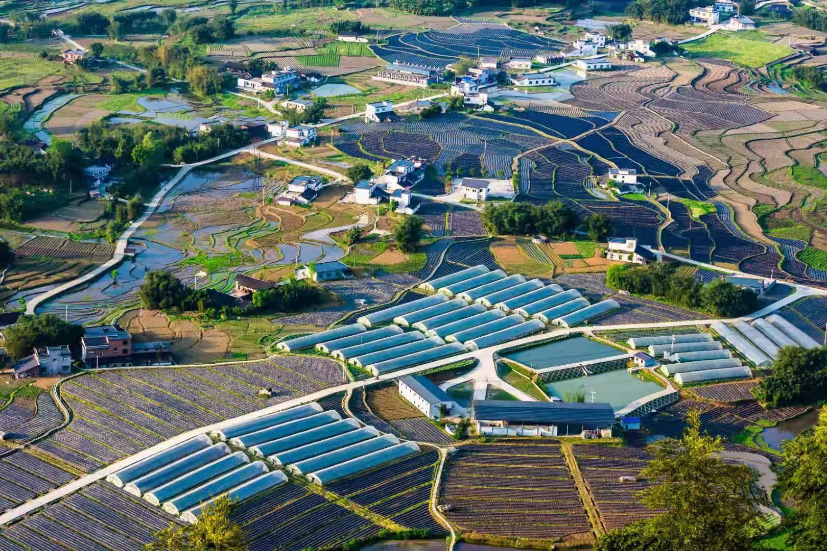 犁頭村(四川省長寧縣雙河鎮下轄村)