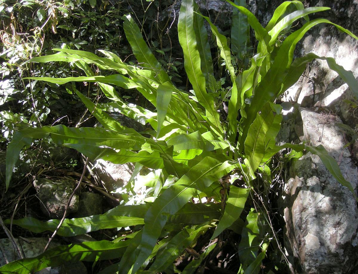 星蕨(水龍骨科星蕨屬植物)