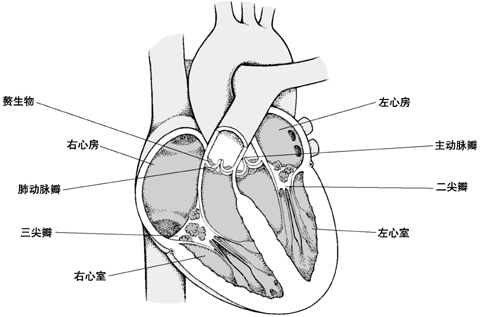 心臟結構