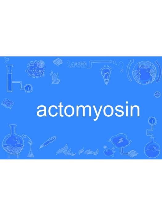 actomyosin