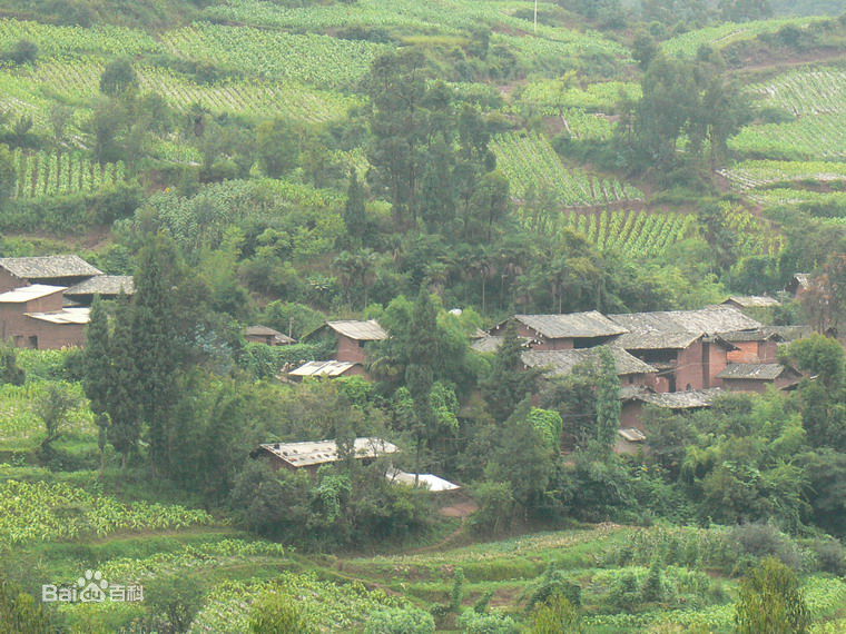 小樹棵