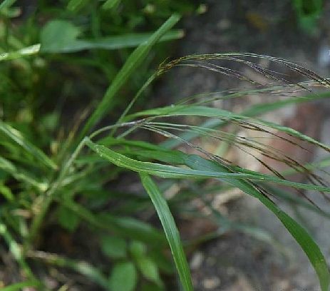 疏花雀麥