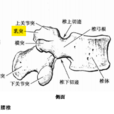 乳突(腰椎乳突)